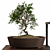 Pristine Bonsai Set: 4 Tree Types 3D model small image 4