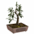 Pristine Bonsai Set: 4 Tree Types 3D model small image 6