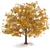 Golden Autumn Maple 3D model small image 2