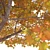 Golden Autumn Maple 3D model small image 3