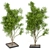 Bountiful Outdoor Plant Collection 3D model small image 4