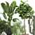 Tropical Oasis Plant Collection: Ficus, Palm, Cactus 3D model small image 2