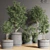 Indoor Plant Collection: 10 Varieties 3D model small image 3