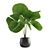 Exquisite Licuala Grandis Palm 3D model small image 1