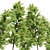 Real Tree Acer Saccharinum - 3D Model Bundle 3D model small image 4