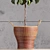 Stylish 2m Indoor Fiddle Leaf Fig 3D model small image 3