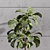 Stylish 2m Indoor Fiddle Leaf Fig 3D model small image 4