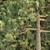 Tall Pine Trees Vol 19 Collection 3D model small image 2