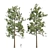 Tall Pine Trees Vol 19 Collection 3D model small image 3