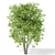 Polys: 1,011,193 - Towering 15m Beech Tree 3D model small image 3