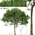 Australian Cheesewood Trees (2 Pack) 3D model small image 1