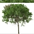 Australian Cheesewood Trees (2 Pack) 3D model small image 4