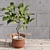 Premium Indoor Fiddle Leaf Fig - 3D Plant Model 3D model small image 2