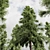 Alaskan Cedar & Rocky Mtn. Juniper - 3D Tree Models 3D model small image 2