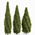 Alaskan Cedar & Rocky Mtn. Juniper - 3D Tree Models 3D model small image 3