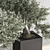 Indoor Bonsai Set: Zen Collection 3D model small image 5