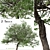 Evergreen Pear Tree Set: Pyrus kawakamii - 2 Trees 3D model small image 1