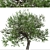 Evergreen Pear Tree Set: Pyrus kawakamii - 2 Trees 3D model small image 2