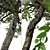 Evergreen Pear Tree Set: Pyrus kawakamii - 2 Trees 3D model small image 6