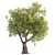 3D Tree Model - 2013 Version 3D model small image 5