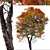 Trident Maple Tree: Beautifully Hardy & Easy to Grow 3D model small image 2