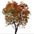 Trident Maple Tree: Beautifully Hardy & Easy to Grow 3D model small image 3