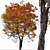 Trident Maple Tree: Beautifully Hardy & Easy to Grow 3D model small image 5