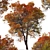 Trident Maple Tree: Beautifully Hardy & Easy to Grow 3D model small image 6