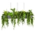 Hanging Indoor Ampelous Collection Plant 3D model small image 2