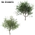 Persian Ironwood Tree (2-Pack) 3D model small image 2