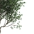 Persian Ironwood Tree (2-Pack) 3D model small image 4