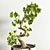 Exquisite Bonsai Tree Collection 3D model small image 2