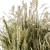 Pampas Bush Set 54: Dried & Fresh 3D model small image 3