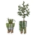  Lush Greenery Indoor Plant Set 3D model small image 3