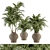 Tropical Oasis: Outdoor Plant Set 3D model small image 1