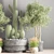 Modern Indoor Plant Set 3D model small image 4