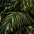Tropical Paradise: Palm Wallpaper 3D model small image 2