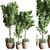 Versatile Indoor Plant Set 3D model small image 1