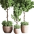 Versatile Indoor Plant Set 3D model small image 3