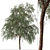 Eucalyptus sideroxylon Set: Majestic Red Ironbark 3D model small image 2