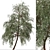 Eucalyptus sideroxylon Set: Majestic Red Ironbark 3D model small image 6