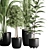 10-Piece Indoor Plant Set: V-Ray/Corona 2015 3D model small image 8