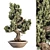 Realistic Bonsai Plant for Closeups 3D model small image 7