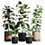 Rubbery Ficus Plant in 165 Dirty Pots 3D model small image 1
