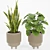 Tropical Houseplants in Stone Pots 3D model small image 4