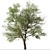 Quillaja saponaria Tree: Authentic Chilean Soap Bark 3D model small image 2