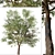 Quillaja saponaria Tree: Authentic Chilean Soap Bark 3D model small image 3