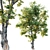 Glorious Honey Locust Tree 3D model small image 1