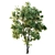 Glorious Honey Locust Tree 3D model small image 3