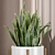 Office Snake Plant: 3D Model 3D model small image 3